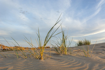 Plage de Camargue