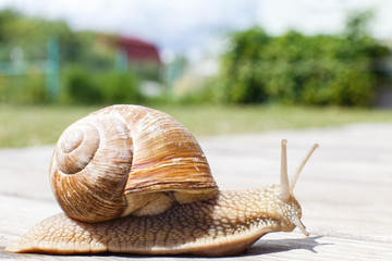 the snail crawls on a wooden background in the garden