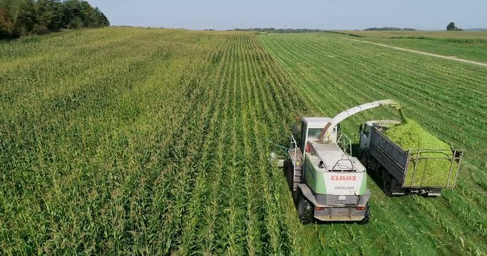 Harvester loads corn in the trailer