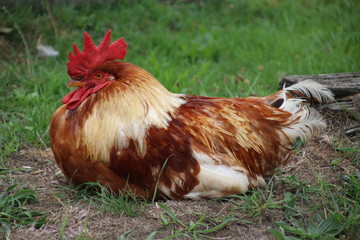 Roaster in brown colors is sitting in the grass along a road in Haastrecht, the Netherlands.