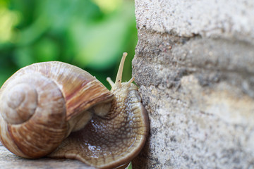 the snail is climbing the wall in the garden