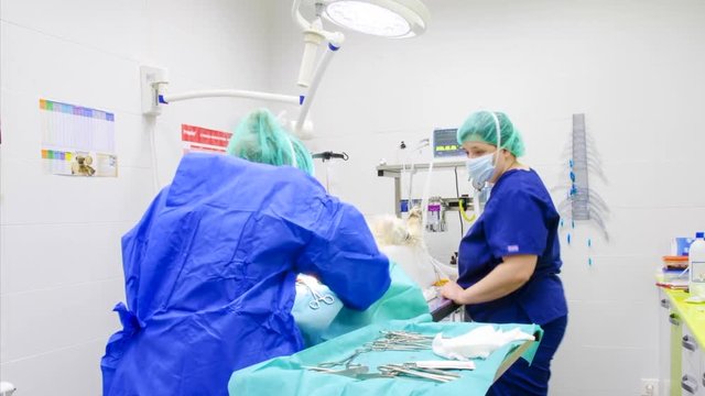 Time lapse of a veterinary surgeons team operating a dog