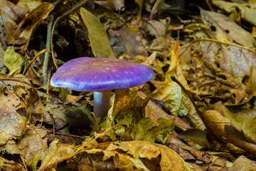 Mushroom True Prurple Mushroom, Toadstool Fungus With Light Tan Spotting And White Under Gills And Stem