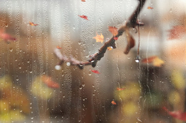 autumn rain outside the window.