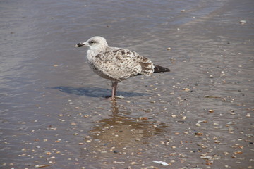 seagull in the harbor district of Rotterdam in the Netherlands which are giving annoyance