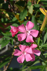 Common oleander