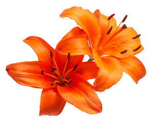 Bouquet of beautiful delicate orange lilies Lilium Asiatic Hybrid Orange Ton isolated on white background. Fashionable creative floral composition. Summer, spring. Flat lay, top view. Valentine's Day