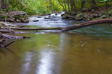 Long Exposure Photography, Stream Flowing Through Pennsylvania Forest