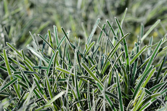 Ficinia Ice Crystal Grass