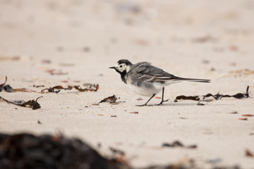 The waigtail can be found everywhere in the open and semi-open cultural landscape, where there are...