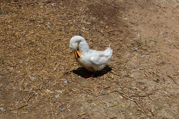 duck