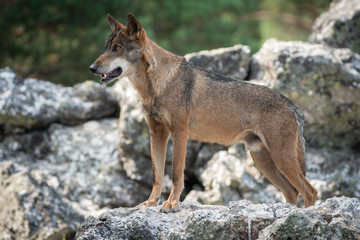 Iberian wolf watching from the top of the rock