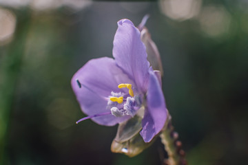 Crested Serpent sweet purple flowers. Sweet purple flowers which crowned. Located about 1,633 meters above sea level, Phoosoidao, Uttaradit, Thailand.
