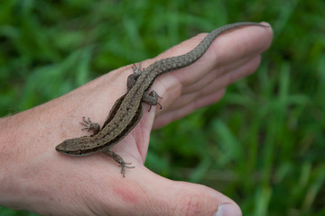 lizard on the hand