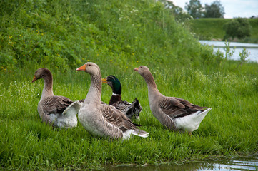 goose on grass 
