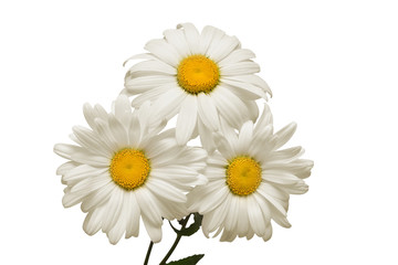 Bouquet white daisy flower isolated on white background. Flat lay, top view. Floral pattern, object