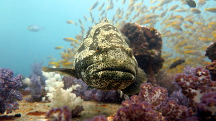  fish, snail, wildlife, closeup, water, garden, close-up, spider, brown, small, isolated, black, leaf