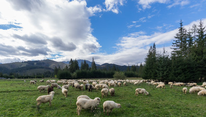 Wypas Owiec © Rafal Lechowicz
