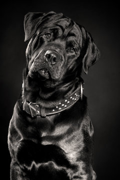 Rottweiler on a dark background