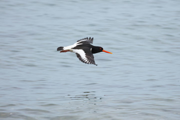 The oystercatcher is unmistakable in flight, with white patches on the wings and tail, otherwise black upperparts, and white underparts