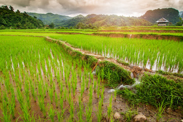 Beautiful Landscape of rice field with mountain in morning time background. Rice cultivation is the main occupation in rural of Thailand, Laos, Asia.