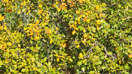 Cork Oak foliage (Quercus suber)