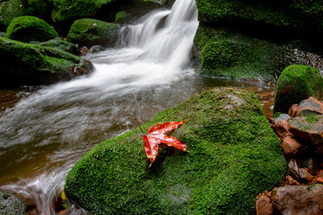 red maple on green moss cover rock in waterfall