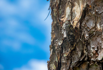 cicada on trunk of tree