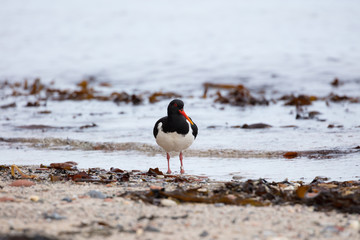During the day, the oystercatcher orients itself visually when searching for food