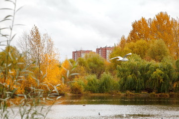Fototapeta na wymiar ducks swim in the lake in the Park in autumn / autumn landscape