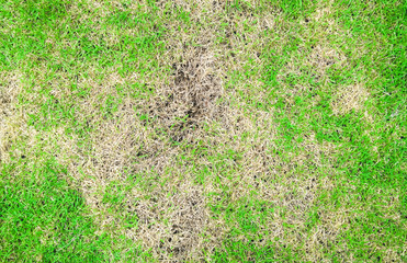 Grass texture. grass background. patchy grass, lawn in bad condition and need maintaining, Pests and disease cause amount of damage to green lawns, lawn in bad condition and need maintaining.