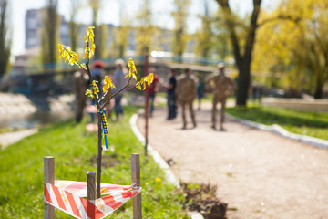 Blurred figures of soldiers in military uniform on the background of a tree seedling