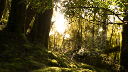 Naklejka premium Beautiful spider web in the sunshine, Kepler track, New Zealand