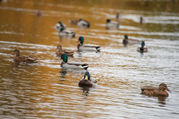 ducks swim in the lake in the Park in autumn / autumn landscape