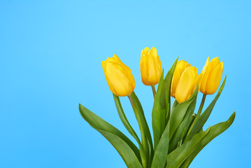 bouquet of yellow tulips on a blue background