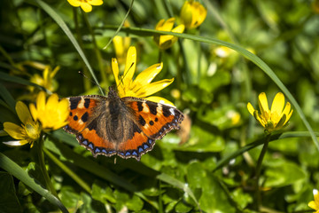 Close-up of Aglais urticate, small totoiseshell,sitting on buttercup