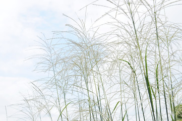 河原のススキ