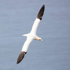 Fototapeta na wymiar Northern gannets forage for food during the day, generally by diving at high speed into the sea