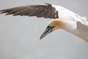 The eyes of the gannets have a light blue iris surrounded by a thin black ring of bare skin. The beak is long, strong and conical and with a sharp cutting edge. It is blue-grey with black edges