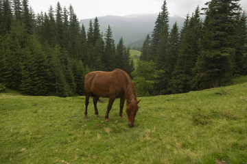 Obraz na płótnie Canvas beautiful horses graze in the mountains of the Carpathians against the background of trees and mountains