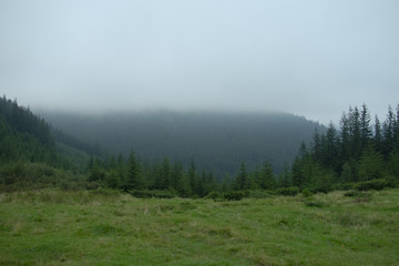 mountains of the Carpathians with thick fir trees in the fog in the summer day