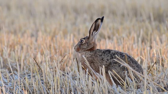 Brown hare sitting in the field and search feed, summer, (lepus capensis)