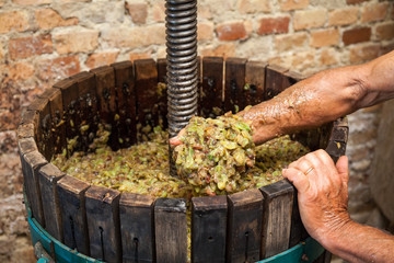 Grape harvest: Wine press with white must and farmer's hand