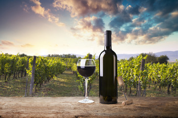 Ripe wine grapes on vines in Tuscany, Italy. Picturesque wine farm, vineyard. Sunset warm light