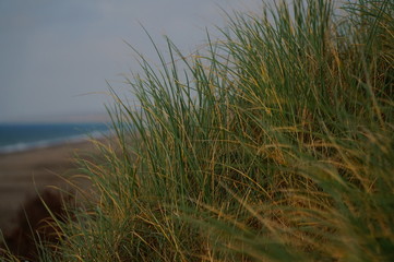 Strand mit D&uuml;nengras