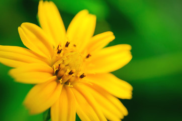 Macro Cosmos sulphureus for background.