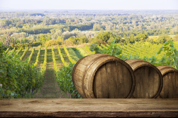 Obraz premium Ripe wine grapes on vines in Tuscany, Italy. Picturesque wine farm, vineyard. Sunset warm light