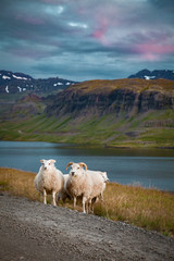 Sheeps at the beautiful landscape view of Iceland