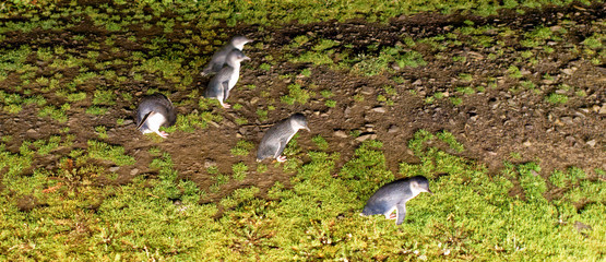 Moving little penguins at night in Phillip Island, Victoria - Australia