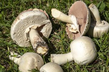 Very beautiful poisonous mushrooms Agaricus Xanthodermus lie on the green grass Nature concept for design